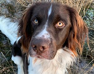Eetkamer met houten tafel in Vakantiehuisje in IJhorst, Noordwest Overijssel, Overijssel.