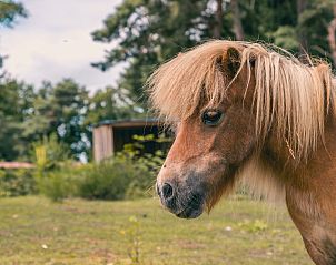 Guest house 551484 - Holiday property Noordwest Overijssel - EuroParcs Reestervallei