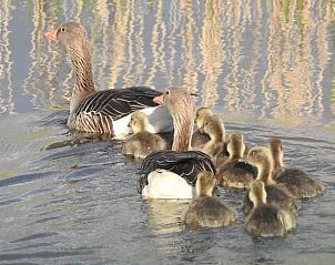 Wilde eenden in de omgeving van Vakantiehuis in Kalenberg, natuur in Noordwest Overijssel.