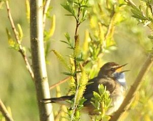 Vogel in de natuur rondom Vakantiehuis in Kalenberg, ideaal voor vogelaars.