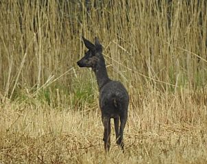 Ree in de omgeving van Vakantiehuis in Kalenberg, prachtige fauna in Overijssel.