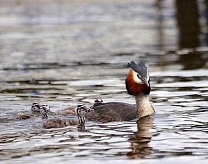 Kajakken in de natuur nabij OV271 vakantiehuis, Tuk, Noordwest Overijssel, op rustige wateren.