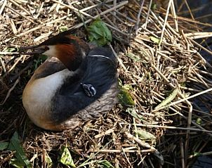 Unterkunft 552410 - Ferienhaus Noordwest Overijssel - Vakantiehuisje in IJsselmuiden
