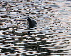 Unterkunft 552411 - Ferienhaus Noordwest Overijssel - Huisje in IJsselmuiden