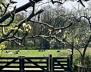 Uitzicht op weiland met koeien vanuit Vakantiehuis in Eesveen in Noordwest-Overijssel.