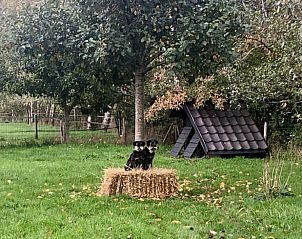 Honden in de tuin van Vakantiehuis in Eesveen in Noordwest-Overijssel met schattig hondenhok.