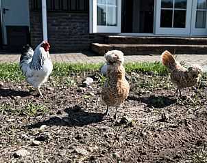 Unterkunft 552918 - Ferienhaus Noordwest Overijssel - Vakantiehuisje in Eesveen