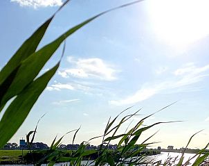 Vakantiehuis in Baars, rietpluimen langs het water met een helderblauwe lucht in Overijssel.