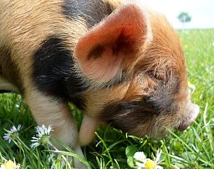 Unterkunft 553402 - Ferienhaus Noordwest Overijssel - Vakantiehuisje in Zalk