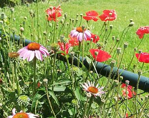 Unterkunft 553406 - Ferienhaus Noordwest Overijssel - Vakantiehuisje in Zalk