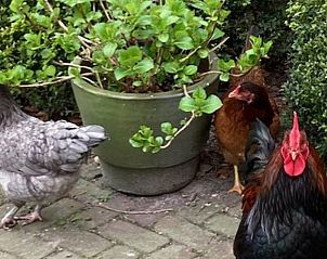Kippen in de tuin van Vakantiehuisje in Basse, Noordwest Overijssel, voor een landelijke sfeer.