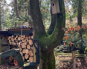 Baum mit Vogelhaus bei Huisje in Baarn, Ferienhaus in Baarn, Utrecht Nord, Utrecht.