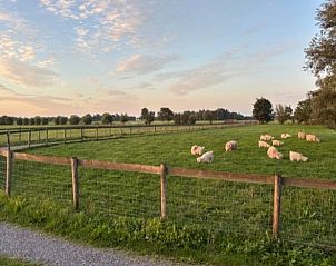 Schapen grazen vredig in de omgeving van Vakantiehuis in Baambrugge, Utrecht noord.