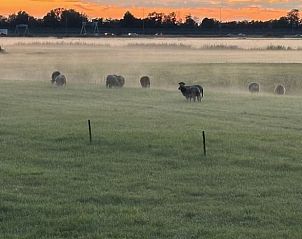 Schapen in de mistige ochtendweide bij Vakantiehuis in Baambrugge, Utrecht noord.