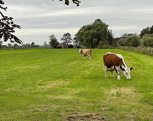 Grazende koeien in de omliggende velden van Huisje in Nieuwer Ter Aa, rustiek vakantiehuis in Utrecht noord.