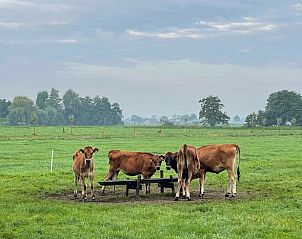 Koeien bij drinkplaats in groene omgeving van Huisje in Nieuwer Ter Aa, vakantiehuis in Utrecht noord.