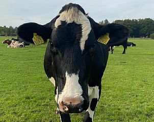 Unterkunft 570453 - Ferienhaus Utrechtse Heuvelrug - Huisje in Doorn