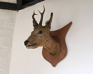 Decoratief hertenkop aan de muur in Vakantiehuis in Rhenen, Utrechtse Heuvelrug.