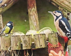 Vogels genieten van het voederhuis bij Vakantiehuis in Rhenen, Utrechtse Heuvelrug.