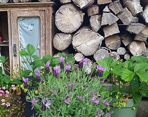 Unterkunft 570902 - Ferienhaus Utrechtse Heuvelrug - Vakantiehuisje in Driebergen-Rijsenburg