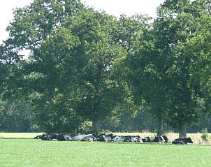 Verblijf 571905 - Vakantiewoning Utrechtse Heuvelrug - Vakantiehuis in Achterveld
