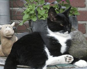 Verblijf 571905 - Vakantiewoning Utrechtse Heuvelrug - Vakantiehuis in Achterveld