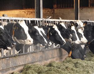 Verblijf 571907 - Vakantiewoning Utrechtse Heuvelrug - Huisje in Achterveld