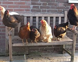 Verblijf 571907 - Vakantiewoning Utrechtse Heuvelrug - Huisje in Achterveld