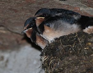 Verblijf 571907 - Vakantiewoning Utrechtse Heuvelrug - Huisje in Achterveld