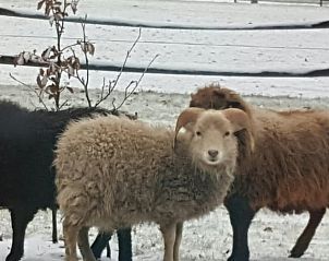 Schapen in de omgeving van vakantiehuisje in Maarsbergen, Utrechtse Heuvelrug.