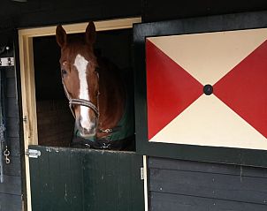 Paard in stal bij vakantiehuisje in Maarsbergen, Utrechtse Heuvelrug.