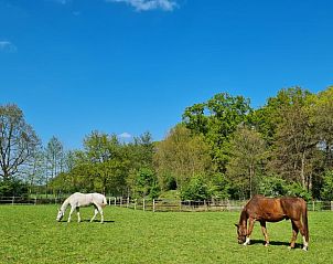 Paarden grazen in de wei bij Vakantiehuisje in Maarsbergen op de Utrechtse Heuvelrug.
