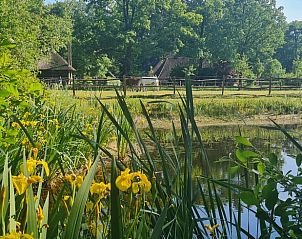 Vijver met gele bloemen bij Vakantiehuisje in Maarsbergen op de Utrechtse Heuvelrug.