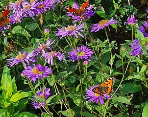Vlinders op paarse bloemen in de tuin van Vakantiehuisje in Maarsbergen op de Utrechtse Heuvelrug.