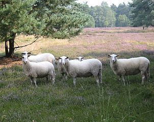 Schapen in een heideveld bij Vakantiehuisje in Maarsbergen op de Utrechtse Heuvelrug.