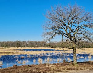 Natuurgebied met boom en waterplas bij Vakantiehuisje in Maarsbergen op de Utrechtse Heuvelrug.