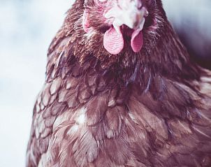Kippen in de tuin van Huisje in Oudewater, vakantiewoning in Utrecht omringd door natuur.