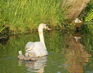 Zwanenfamilie in de buurt van Huisje in Oudewater, vakantiehuis in Utrecht met water en natuur.
