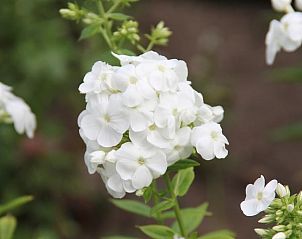 Guest house 583213 - Holiday property Utrecht eo - Vakantiehuis in Schalkwijk