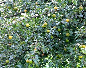 Guest house 583213 - Holiday property Utrecht eo - Vakantiehuis in Schalkwijk