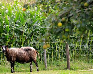 Guest house 583213 - Holiday property Utrecht eo - Vakantiehuis in Schalkwijk