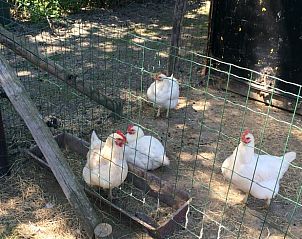 Chicken Run at Holiday Home in Wissenkerke, North Beveland, offers country charm and animal fun.