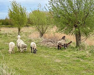 Schapen in de omgeving van Sea Sun Relax 37 in Colijnsplaat, vakantiehuis omgeven door natuur en rust.