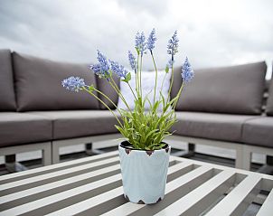 Detail van terrasplant in Villa Aqua de Luxe, vakantiehuis in Colijnsplaat, Zeeland.