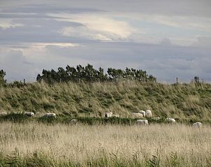 Omringende natuur met schapen bij Villa Aqua de Luxe, vakantiehuis in Colijnsplaat, Zeeland.