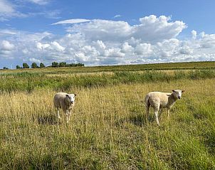 Schapen in het landschap rond Coast Calm 71 vakantiehuis, Noord-Beveland.