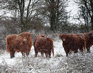 Groep Schotse Hooglanders in de besneeuwde natuur rond Duinvallei 43, Kamperland, Noord-Beveland.