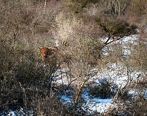 Luxe sauna in Duinvallei 19 bungalow, Kamperland, Zeeland voor ultieme ontspanning