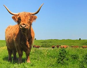 Schotse Hooglander in de natuur rondom vakantiehuis Kamperland, Noord-Beveland, Zeeland.