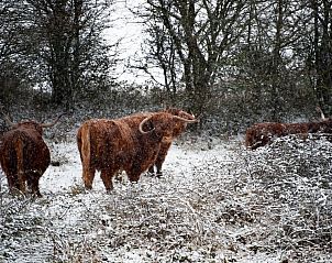 Guest house 5903343 - Bungalow Noord-Beveland - Duinvallei 45 | De Groote Duynen